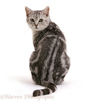 Silver tabby cat looking over his shoulder