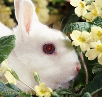 Blue-eyed Netherland Dwarf Rabbit doe