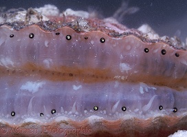 Queen Scallop showing eyes