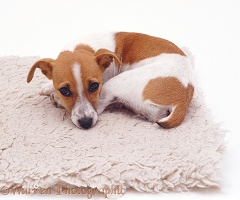 Jack Russell curled up