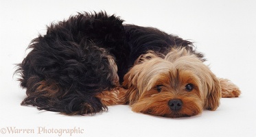 Yorkshire Terrier with its chin on the ground
