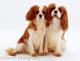 Cavalier King Charles Spaniel mother and puppy