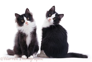 Black-and-white kittens