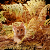 Ginger kitten playing in autumnal bracken