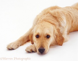Golden Retriever with its chin on the ground