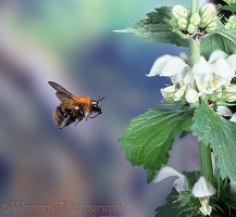 Carder Bee and deadnettle