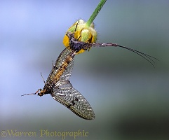 Mayfly adult female hatching