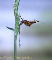 Mayfly adult male hatching