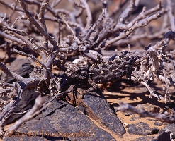 Namaqua Chameleon camouflaged