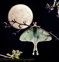 American Moon Moth & moon