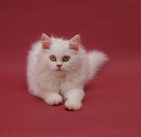 White Persian cat on red background