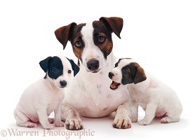 Jack Russell Terrier bitch with two pups