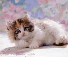 Tortoiseshell-and-white fluffy kitten