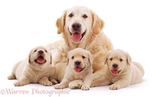 Retriever mother and puppies