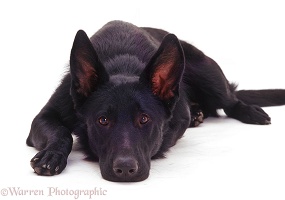 Black Alsatian with his chin on the floor