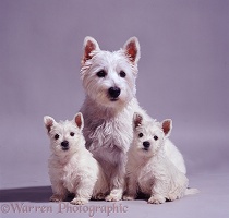 Westie mother and pups