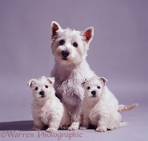 Westie mother and pups