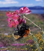 Northern Moss carder bee