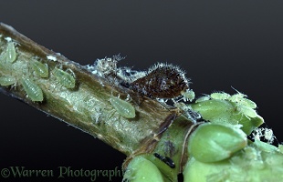 Sycamore aphids