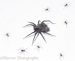 Meadow Spider with babies