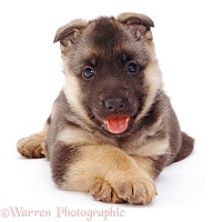 Alsatian puppy with paws crossed