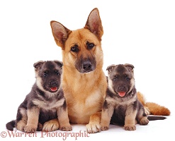 Alsatian mother and pups