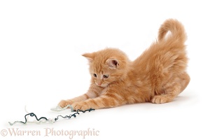 Ginger kitten with wool