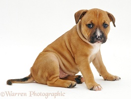 Red Staffordshire Bull Terrier puppy, 6 weeks old