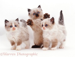 Three playful Birman-cross kittens