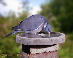 Woodpigeon drinking from birdbath