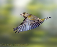 Greenfinch male just after take-off