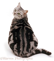 Fat silver tabby cat, looking over his shoulder