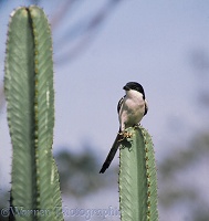 Fiscal Shrike with cricket