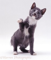 Grey-and-white Burmese-cross kitten