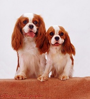 Cavalier King Charles Spaniel bitch and pup