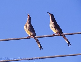 Red Wattelbirds on wire