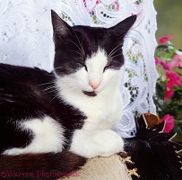 Sleepy black-and-white cat