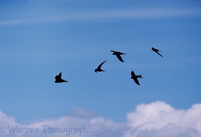 Swift flock