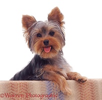 Yorkshire Terrier pup with its paws up