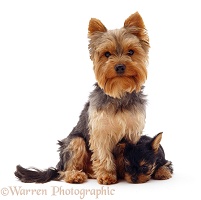 Yorkie and pup
