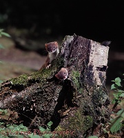 Stoats exploring birch stump
