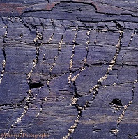 Slate rock with barnacles