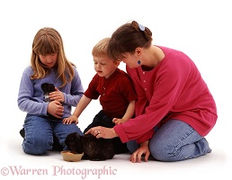 Weaver family with rabbit & Guinea pig