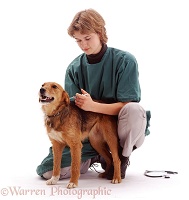Vet vaccinating a dog