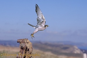 Hybrid falcon taking off