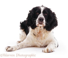 English Springer Spaniel lying with head up