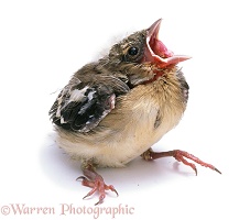 Baby Chaffinch begging for food