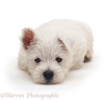 Westie pup with chin on the floor