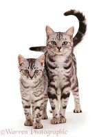 Silver tabby mother cat and kitten