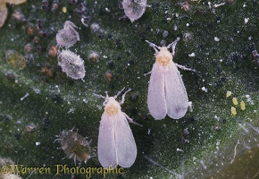 Greenhouse Whitefly